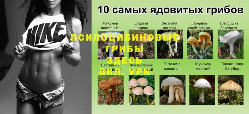 Псилоцибиновые грибы MAGIC MUSHROOMS  Спасск 